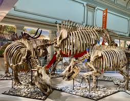 Museu historia natural 3 lucas lopes